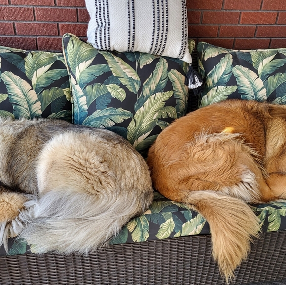 Meet your Posher, Denise (dog lover). - Picture 2 of 2